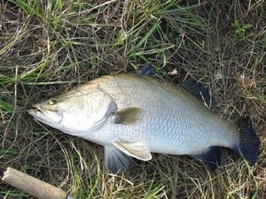 resepi ikan siakap 3 rasa simple 4